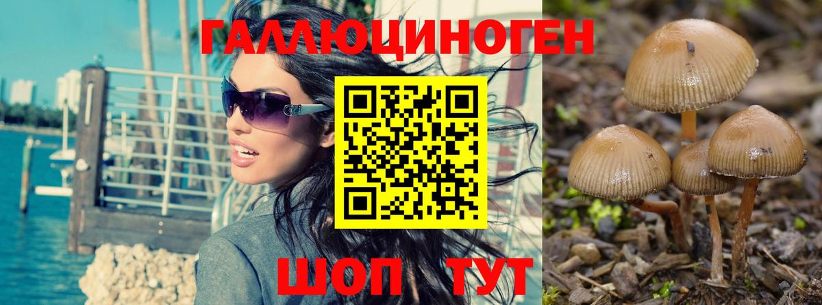 Галлюциногенные грибы Psilocybine cubensis Каменск-Шахтинский